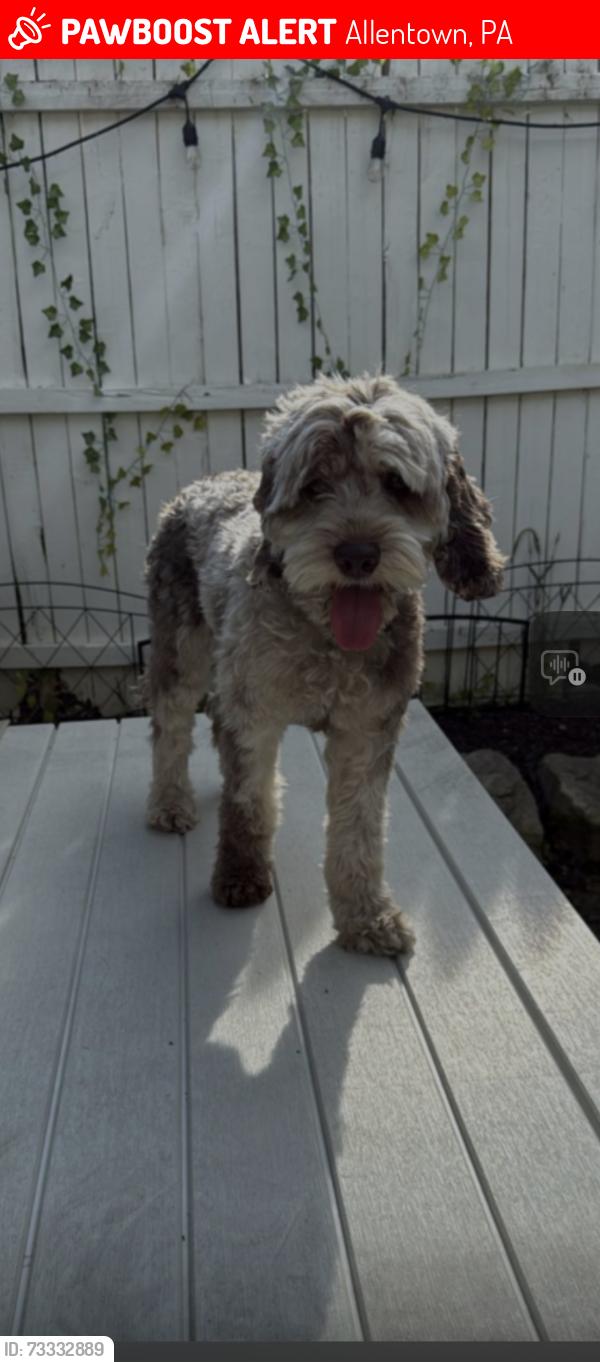 Lost Male Dog last seen Dixon street, Allentown, PA 18103
