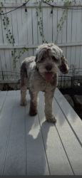 Lost Male Dog last seen Dixon street, Allentown, PA 18103