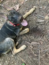 Lost Male Dog last seen Hicksboro rd, Stovall, NC 27582