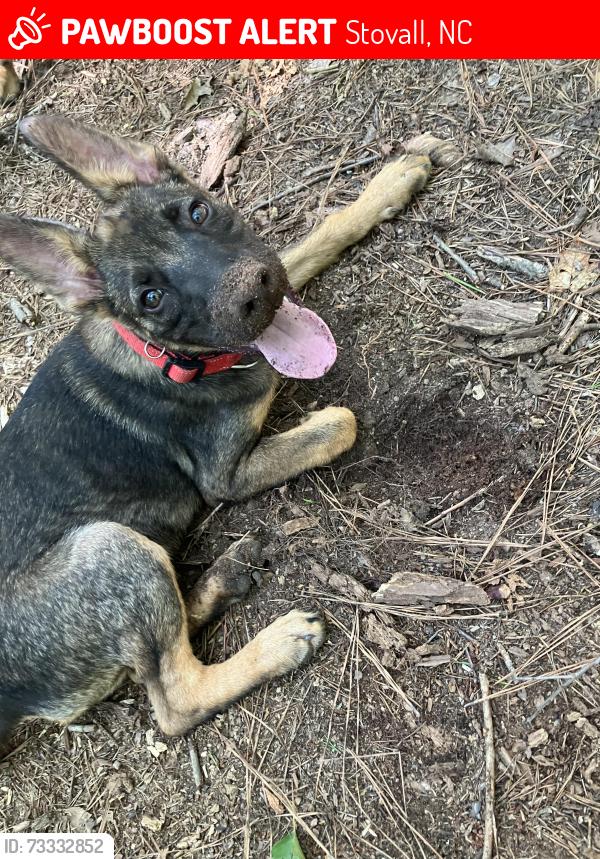 Lost Male Dog last seen Hicksboro rd, Stovall, NC 27582