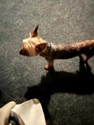 Lost Male Dog last seen Yellowstone/Glen Allen, Cleveland Heights, OH 44121