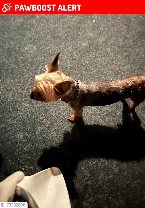 Lost Male Dog last seen Yellowstone/Glen Allen, Cleveland Heights, OH 44121