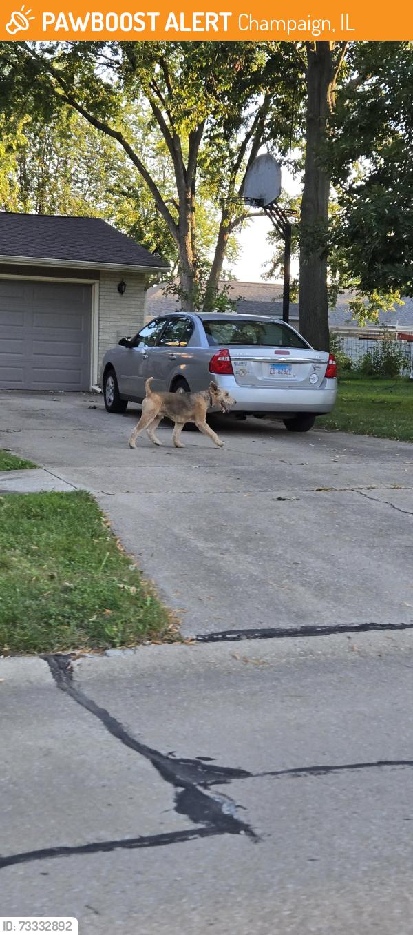 Found/Stray Unknown Dog last seen Galen/Yorkshire, Champaign, IL 61821