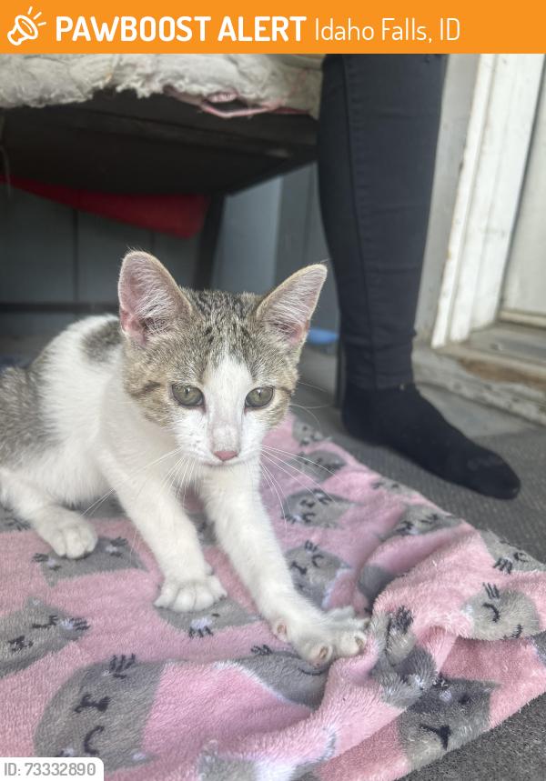 Found/Stray Female Cat last seen Near w 13 st and ridge ave, Idaho Falls, ID 83402