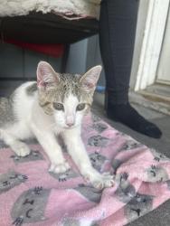 Found/Stray Female Cat last seen Near w 13 st and ridge ave, Idaho Falls, ID 83402