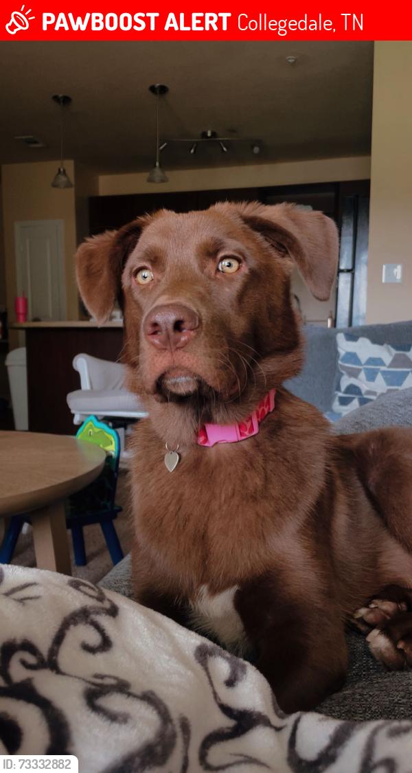 Lost Female Dog last seen Integra hills, Collegedale, TN 37363