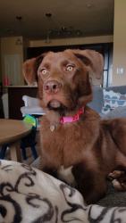 Lost Female Dog last seen Integra hills, Collegedale, TN 37363