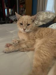 Reunited Unknown Cat last seen Likes to visit neighbors between 32nd and 33rd street at oceanfront, Virginia Beach, VA 23451
