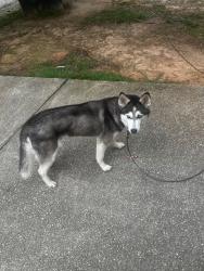 Lost Female Dog last seen Airport Blvd & Snow Road, Mobile, AL 36608