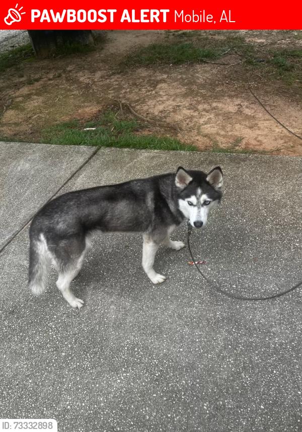 Lost Female Dog last seen Airport Blvd & Snow Road, Mobile, AL 36608