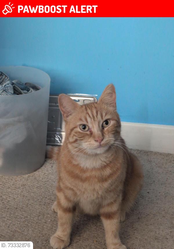 Lost Male Cat last seen Bunbury Gardens, West Midlands, England 