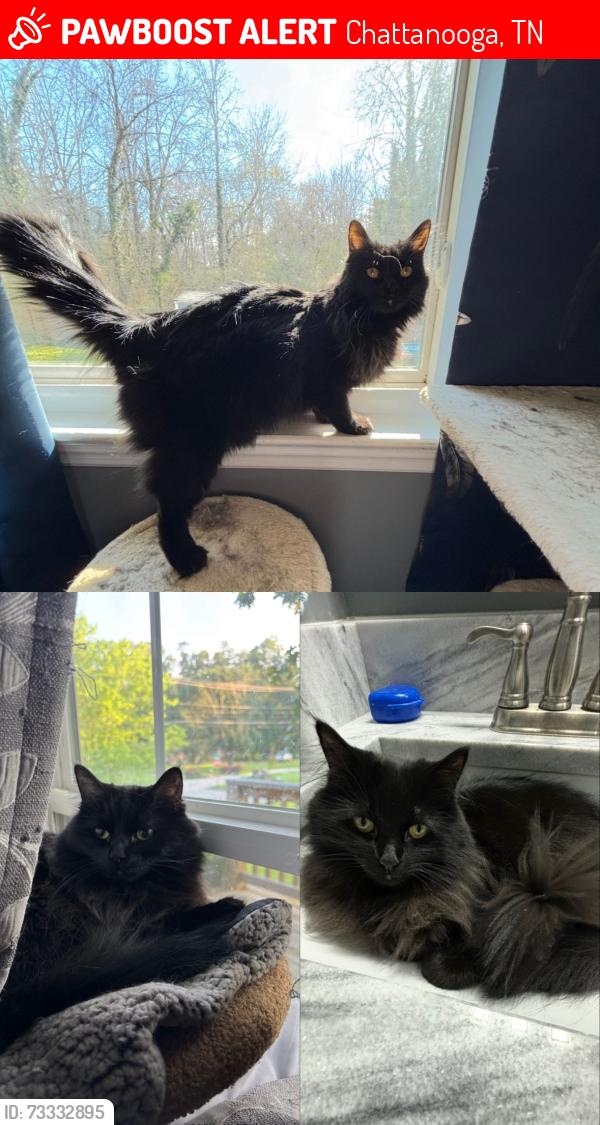 Lost Female Cat last seen Shelter church, Chattanooga, TN 37421