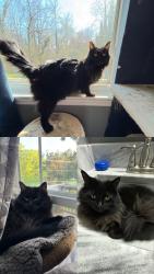 Lost Female Cat last seen Shelter church, Chattanooga, TN 37421
