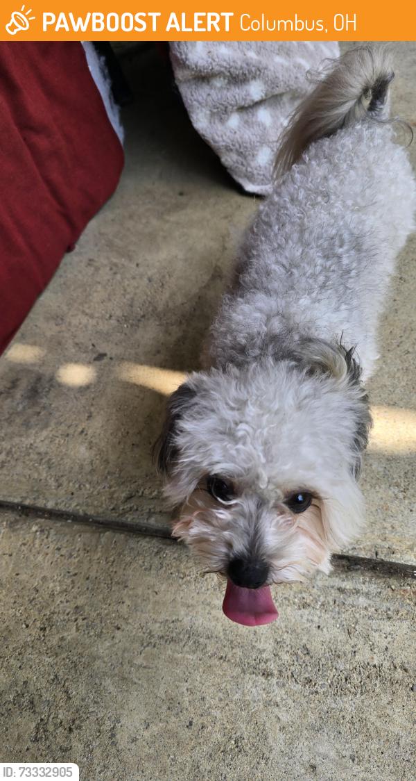 Found/Stray Male Dog last seen Terrace Ave and Wicklow ave, Columbus, OH 43204
