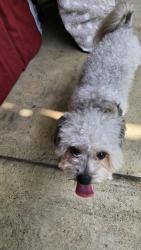Found/Stray Male Dog last seen Terrace Ave and Wicklow ave, Columbus, OH 43204