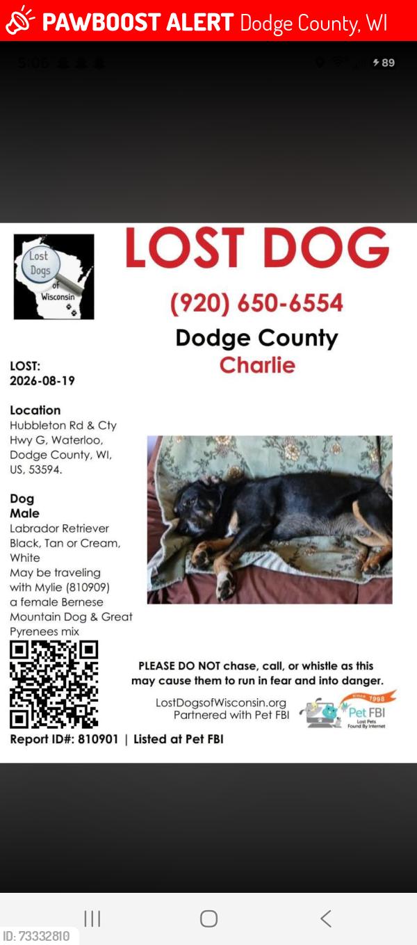 Lost Male Dog last seen Hubbleton rd and cty hwy g, Dodge County, WI 53594