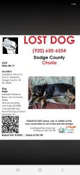 Lost Male Dog last seen Hubbleton rd and cty hwy g, Dodge County, WI 53594