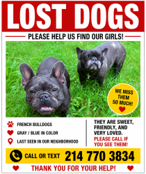 Lost Female Dog last seen W. Airport, Richmond, TX 77407