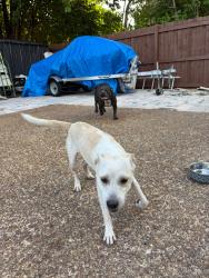 Found/Stray Female Dog last seen nw 4th ave & nw 46th ave cross street in bonnie lock community, Deerfield Beach, FL 33441