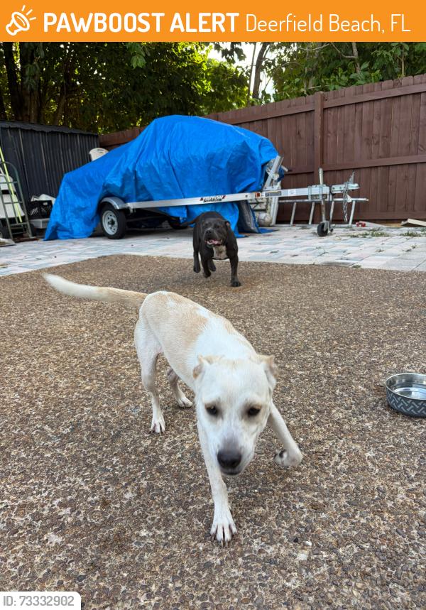 Found/Stray Female Dog last seen nw 4th ave & nw 46th ave cross street in bonnie lock community, Deerfield Beach, FL 33441