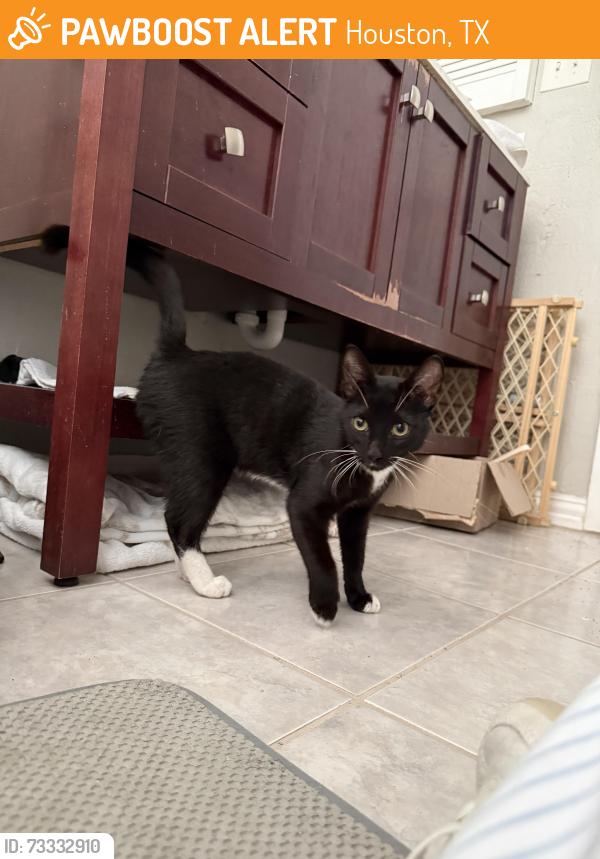 Found/Stray Male Cat last seen Barker cypress/290 LA fitness parking lot, Houston, TX 77429