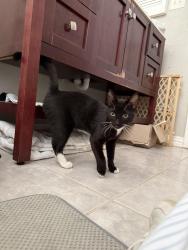 Found/Stray Male Cat last seen Barker cypress/290 LA fitness parking lot, Houston, TX 77429