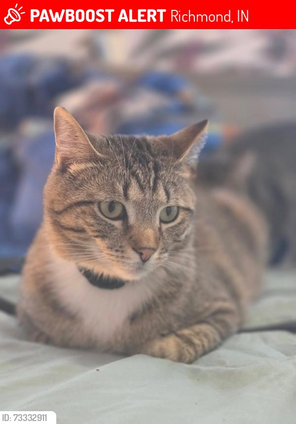 Lost Male Cat last seen Arbors and Ravinia, Richmond, IN 47374