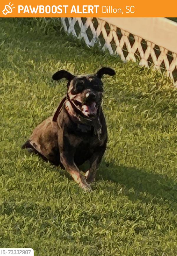 Found/Stray Female Dog last seen 18th Street, Dillon, SC 29536