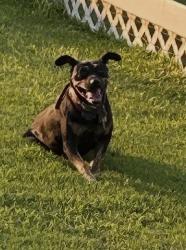 Found/Stray Female Dog last seen 18th Street, Dillon, SC 29536