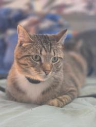 Lost Male Cat last seen Arbors and Ravinia, Richmond, IN 47374