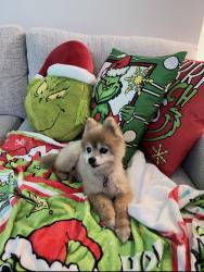 Reunited Female Dog last seen Near silver oak drive, Fort Pierce, FL 34982