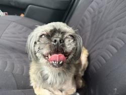 Found/Stray Female Dog last seen Monroe by Pet Paradise, Houston, TX 77061