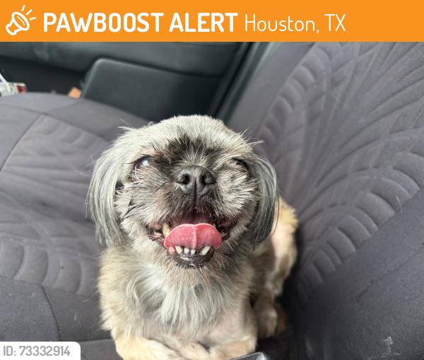Found/Stray Female Dog last seen Monroe by Pet Paradise, Houston, TX 77061