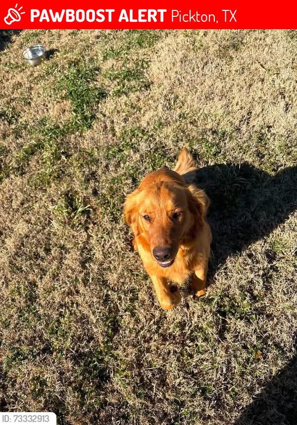 Lost Female Dog last seen Hwy 11 and CR 2408, Pickton, TX 75471