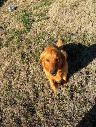 Lost Female Dog last seen Hwy 11 and CR 2408, Pickton, TX 75471