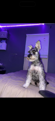 Lost Male Dog last seen Lomaland & montwood, El Paso, TX 79935