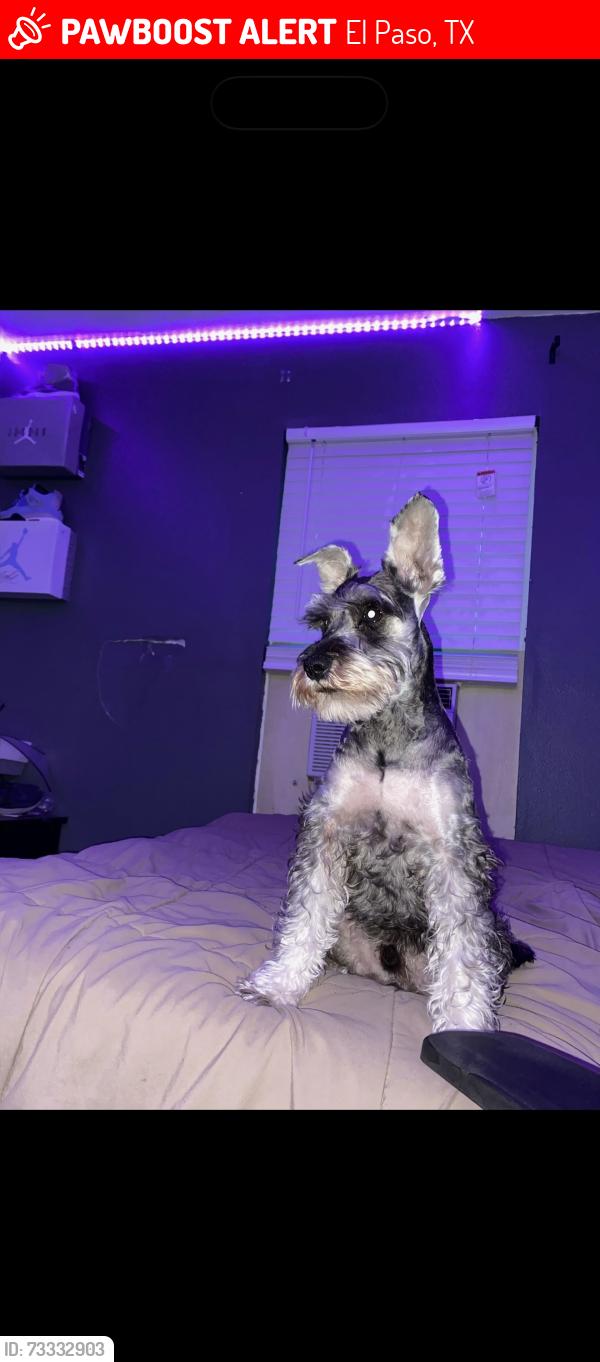Lost Male Dog last seen Lomaland & montwood, El Paso, TX 79935