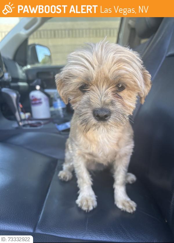 Found/Stray Unknown Dog last seen Hulalapai, Las Vegas, NV 89178