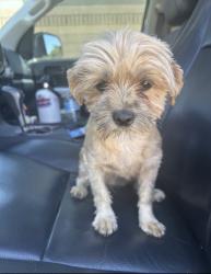 Found/Stray Unknown Dog last seen Hulalapai, Las Vegas, NV 89178