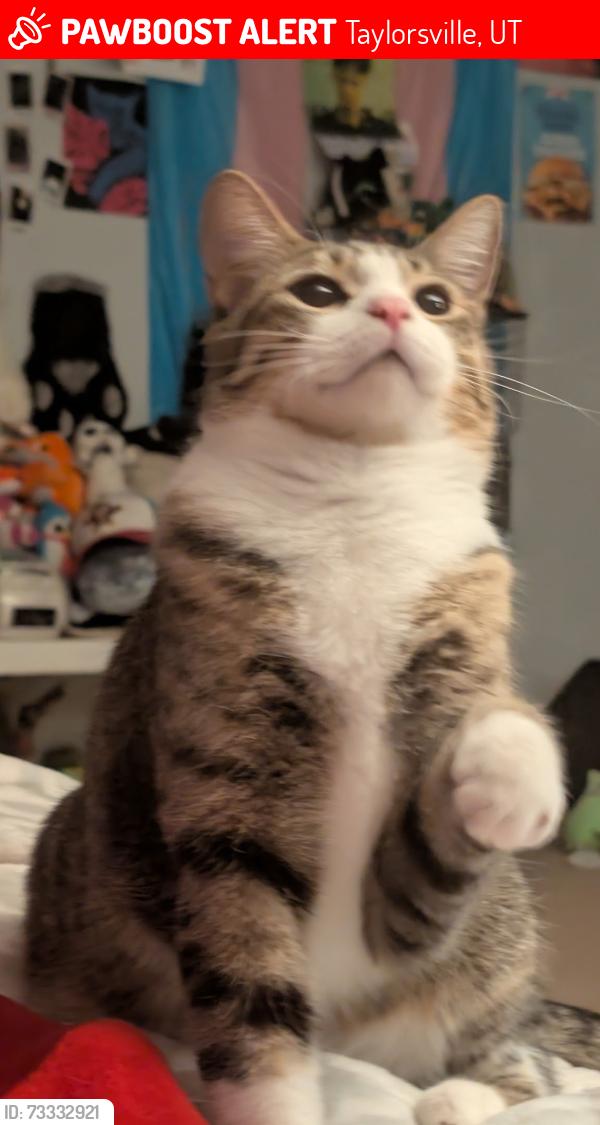 Lost Male Cat last seen Capitol reef & 5400, Taylorsville, UT 84129