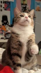 Lost Male Cat last seen Capitol reef & 5400, Taylorsville, UT 84129