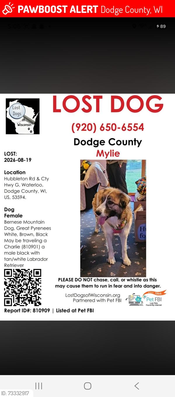 Lost Female Dog last seen Hubbleton rd and cty hwy g, Dodge County, WI 53594