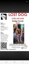 Lost Female Dog last seen Hubbleton rd and cty hwy g, Dodge County, WI 53594