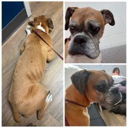 Found/Stray Female Dog last seen Mt. Moriah, Memphis, TN 38117