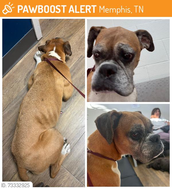 Found/Stray Female Dog last seen Mt. Moriah, Memphis, TN 38117