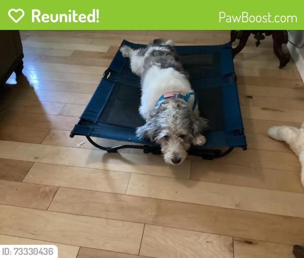 Reunited Male Dog last seen Black Hawk Dr, Wesley Chapel, Zephyrhills, FL 33544