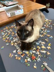 Lost Female Cat last seen Chase Bank, Tucson, AZ 85711