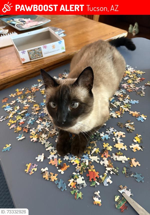 Lost Female Cat last seen Chase Bank, Tucson, AZ 85711