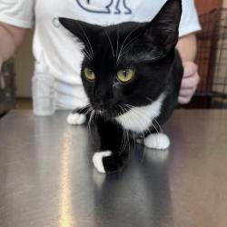 Found/Stray Female Cat last seen The Bond Between rescue Baker Road, Minnetonka, MN 55305