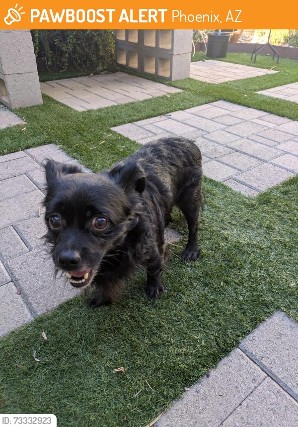 Found/Stray Male Dog last seen Central and Osborn, Phoenix, AZ 85012